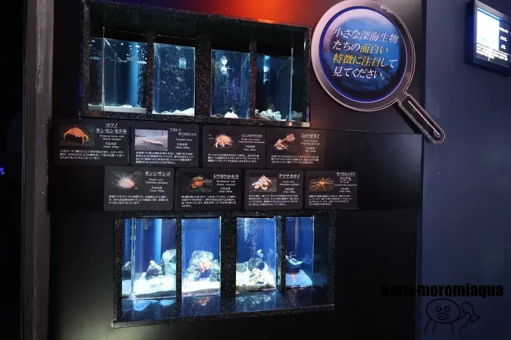 沼津港深海水族館