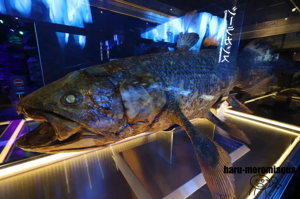 沼津港深海水族館　シーラカンス