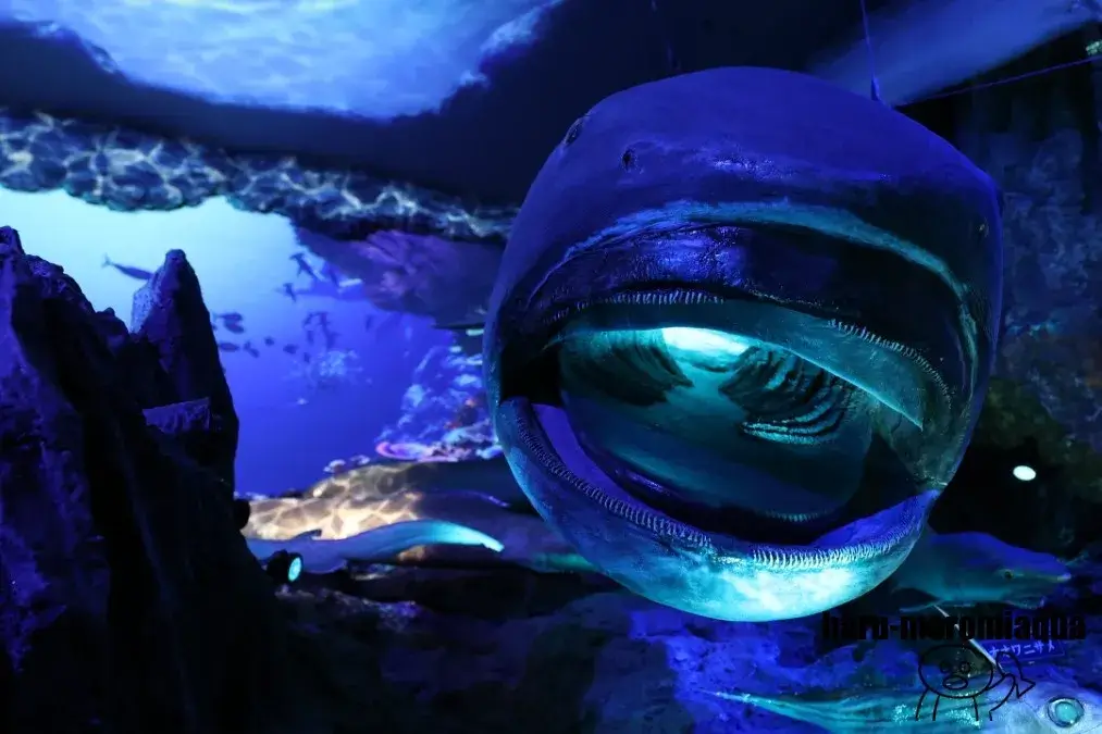 沼津港深海水族館　メガマウスザメ