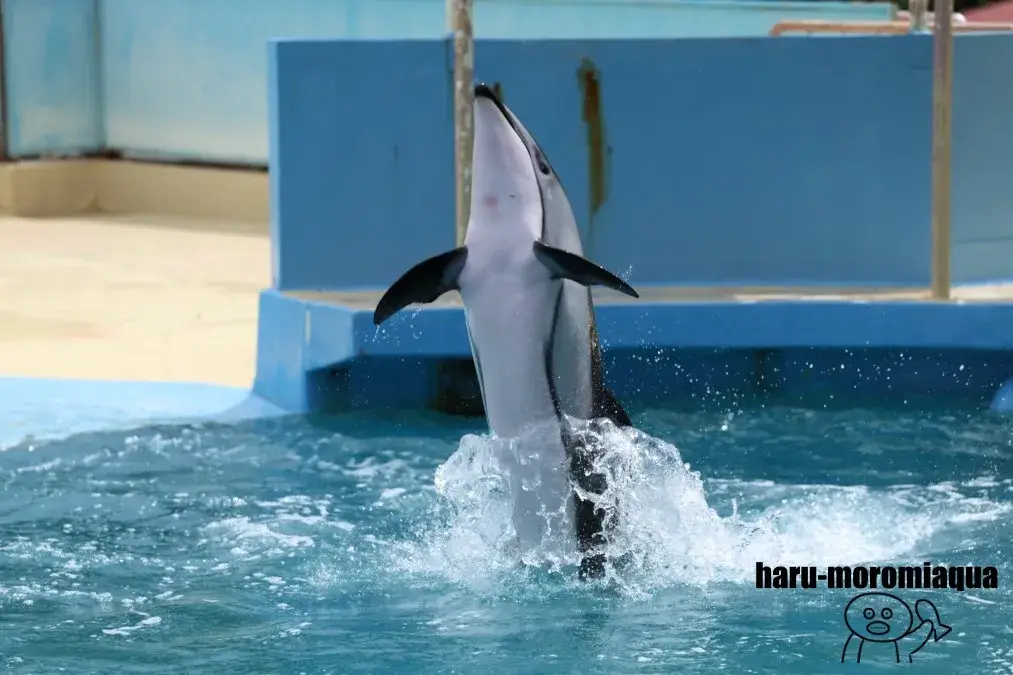 下田海中水族館　カマイルカ
