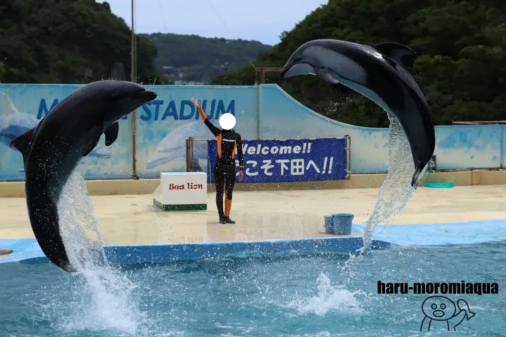下田海中水族館　イルカショー