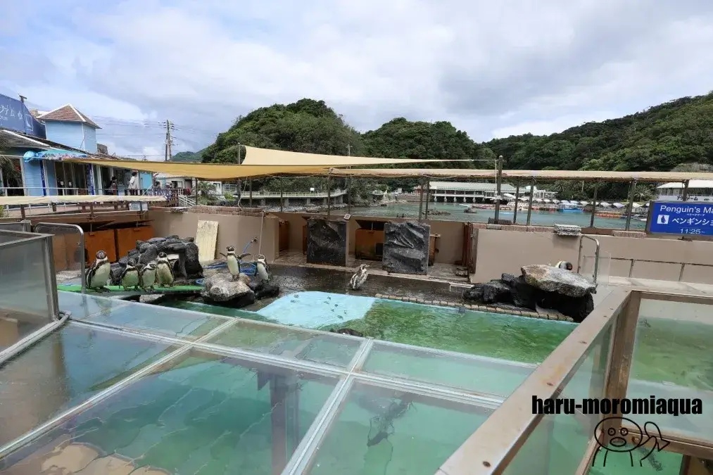 下田海中水族館　ペンギン