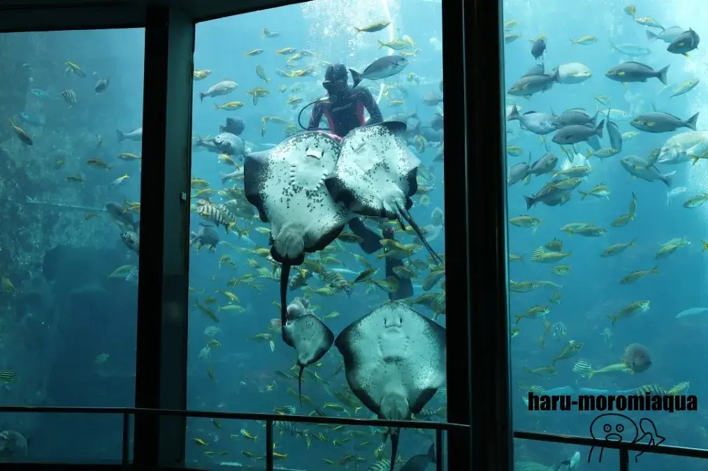 下田海中水族館　エイ