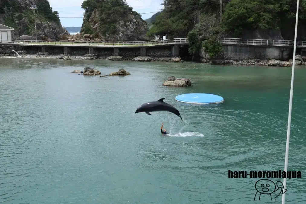 下田海中水族館　イルカ