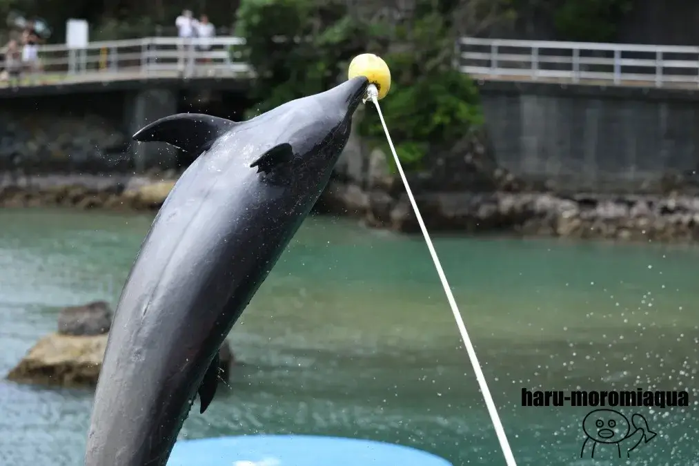 下田海中水族館　イルカ