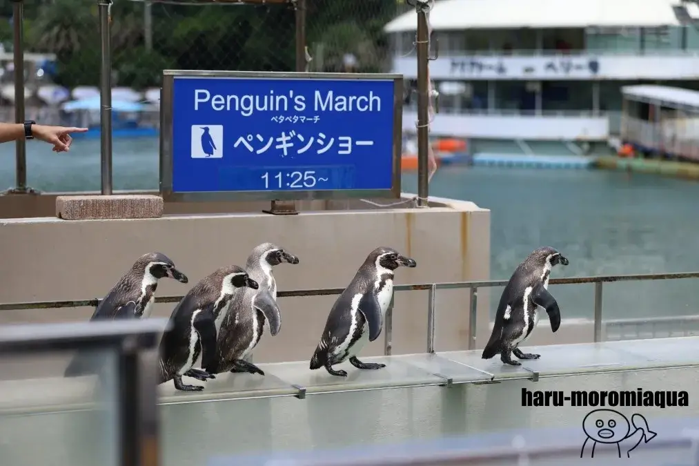 下田海中水族館　ペンギンショー