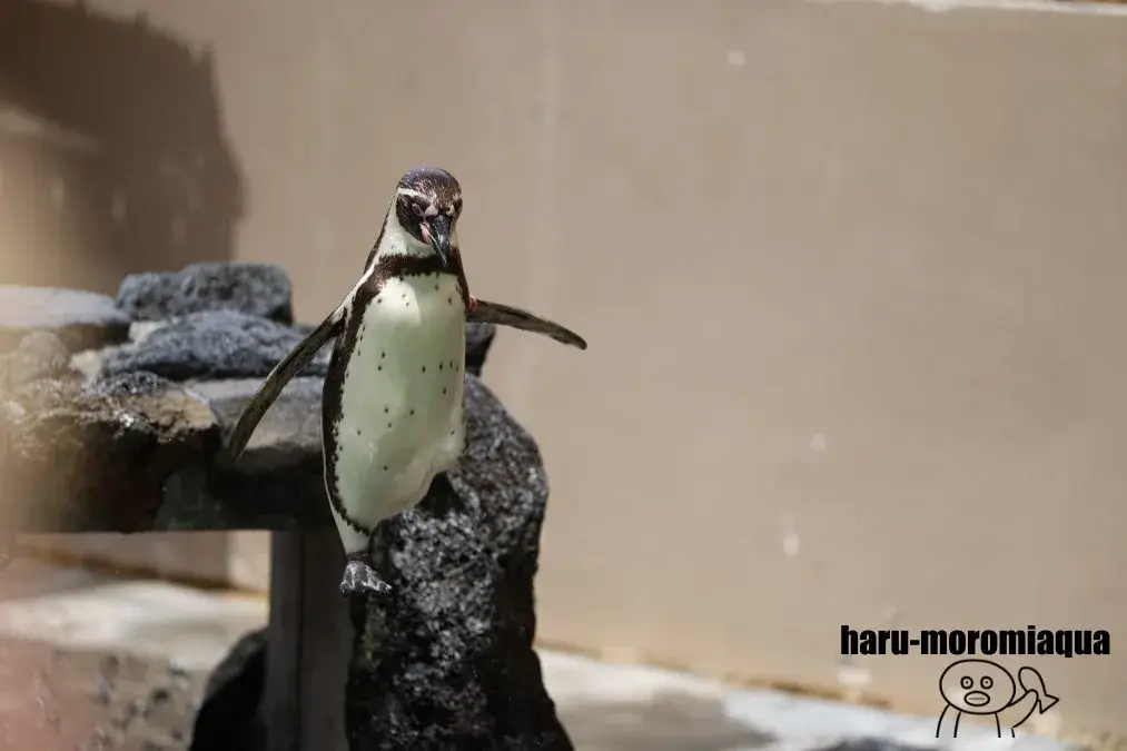 下田海中水族館　フンボルトペンギン