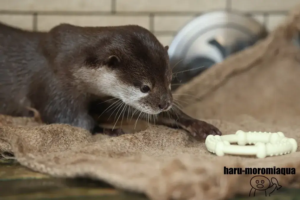下田海中水族館　カワウソ