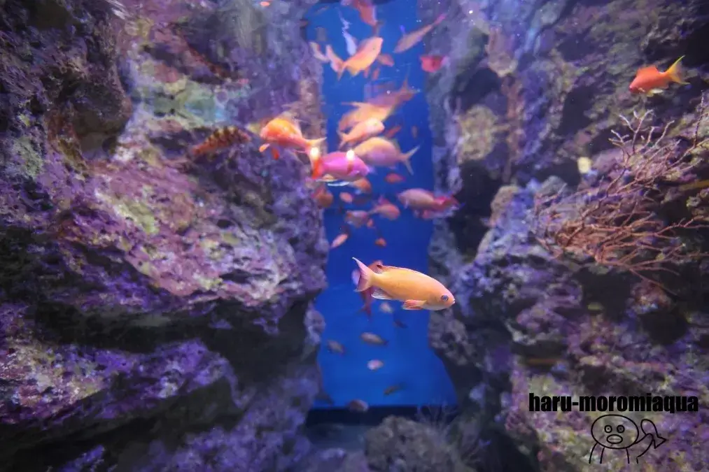 下田海中水族館　サクラダイ