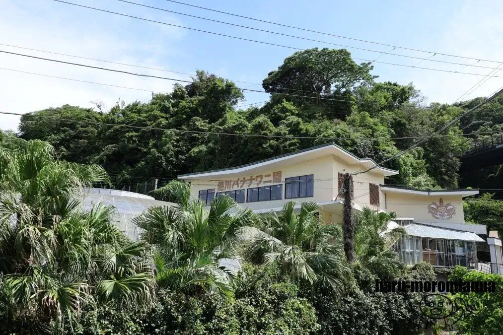 熱川バナナワニ園