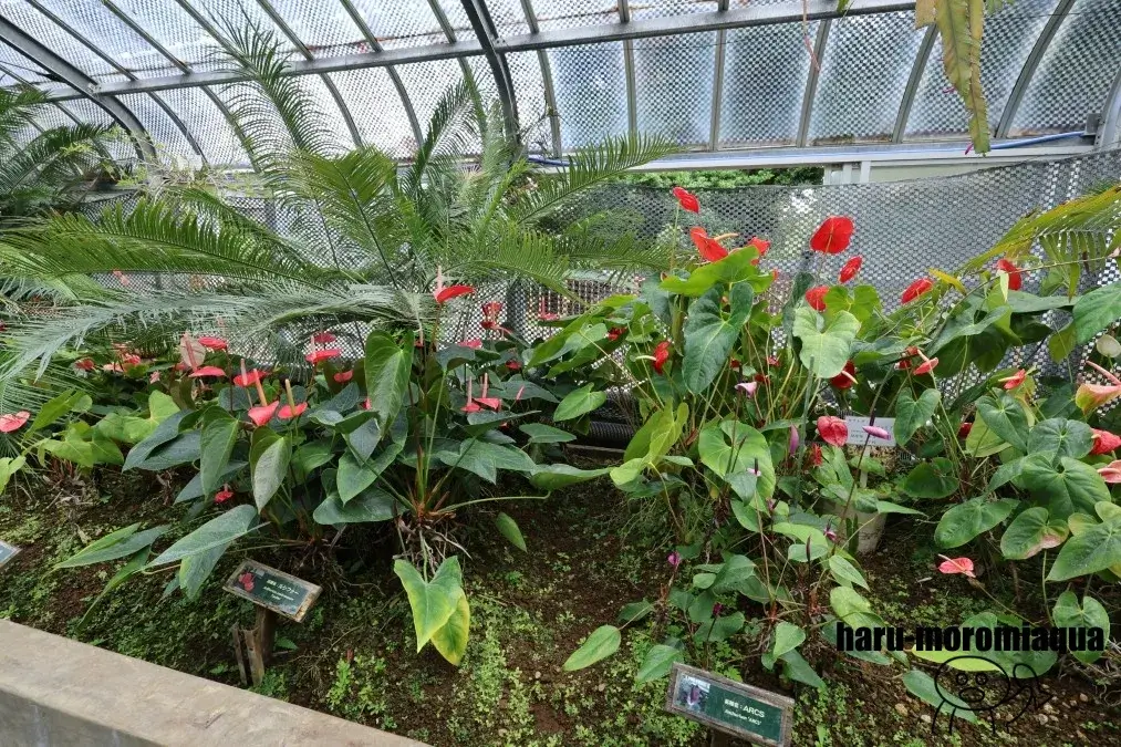 熱川バナナワニ園　植物園
