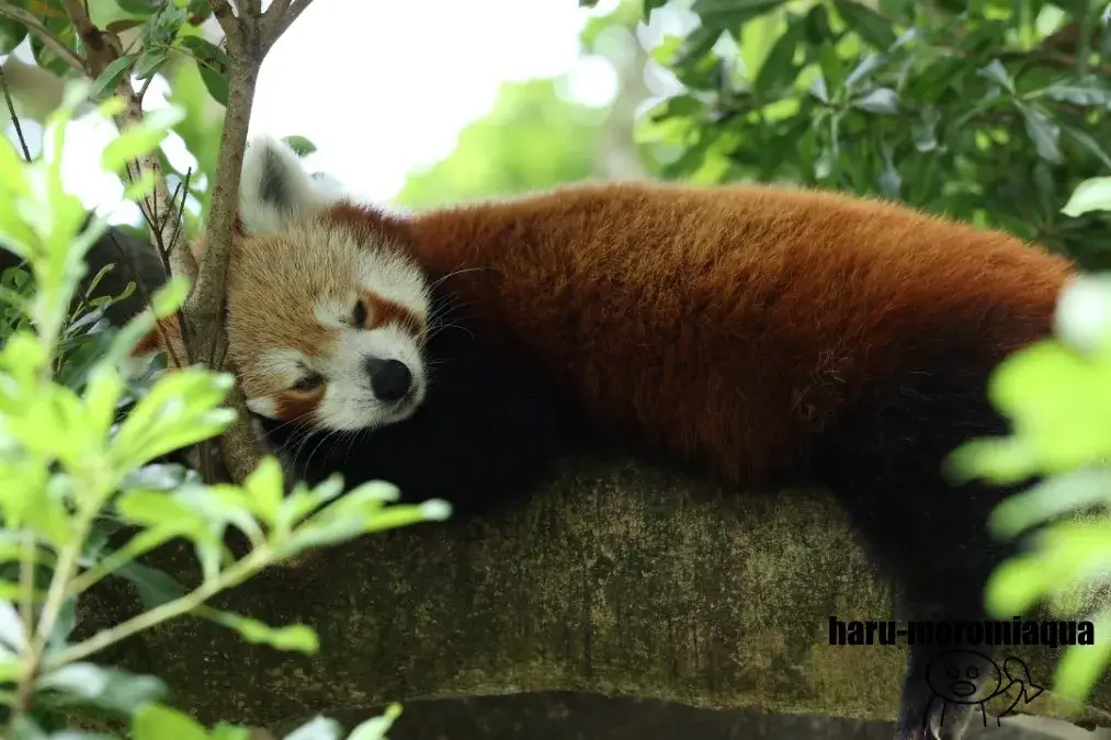 熱川バナナワニ園　ニシレッサーパンダ