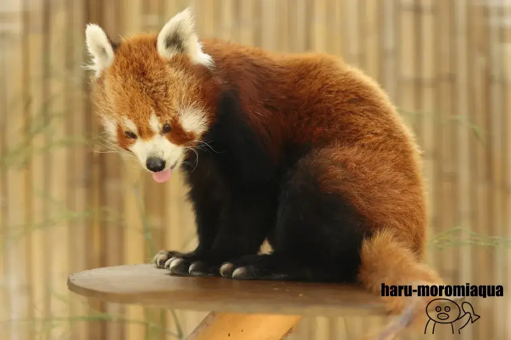 熱川バナナワニ園　レッサーパンダ