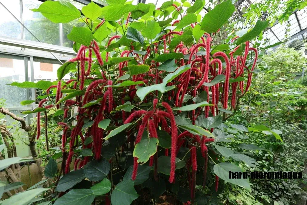 熱川バナナワニ園　ベニヒモ