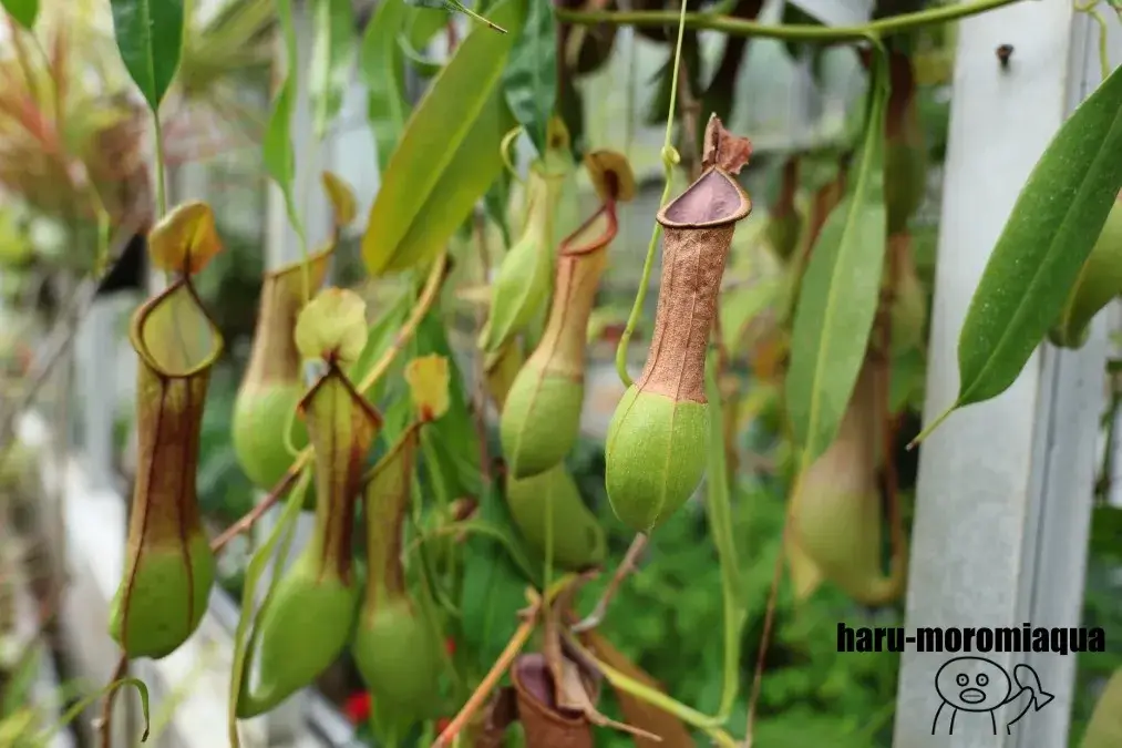 熱川バナナワニ園　食虫植物
