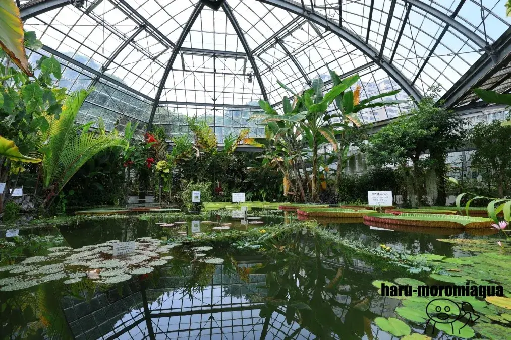 熱川バナナワニ園　オオオニバス