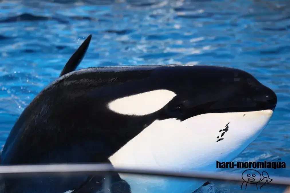 名古屋港水族館　シャチ