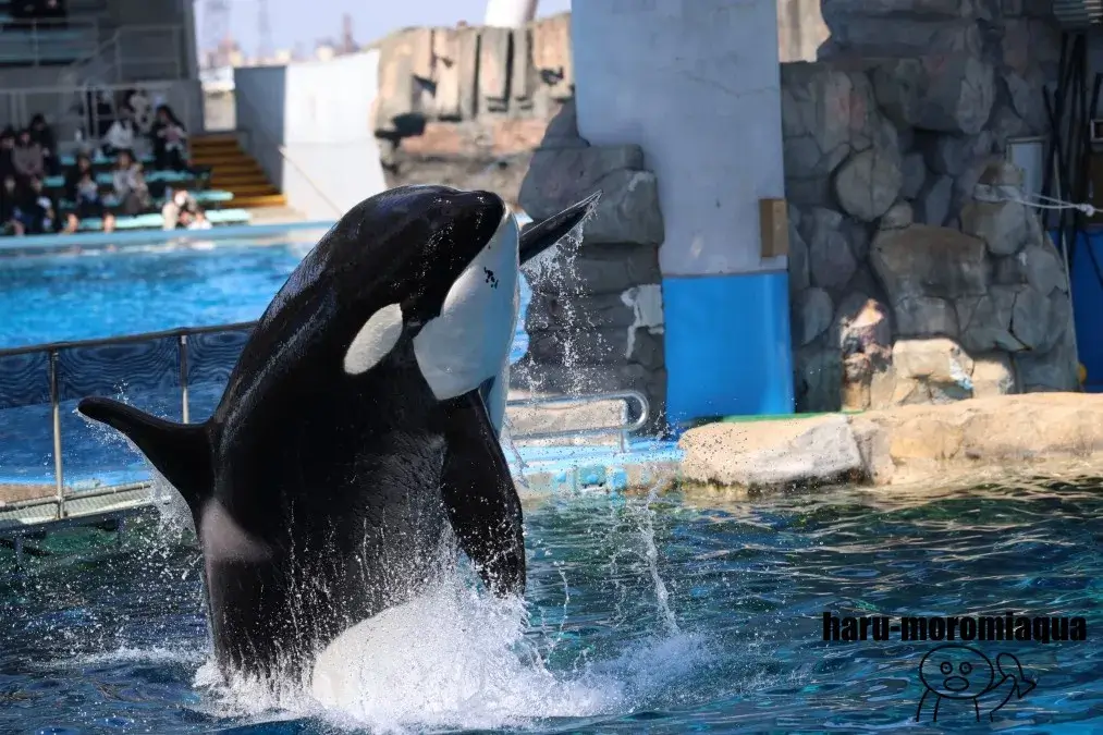 名古屋港水族館　シャチ公開トレーニング