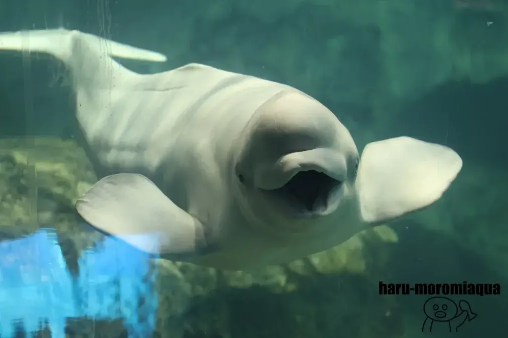 名古屋港水族館　ベルーガ