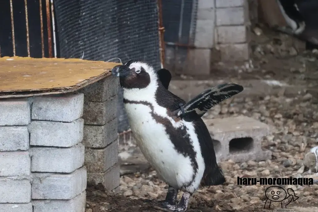 あわしまマリンパーク　ケープペンギン
