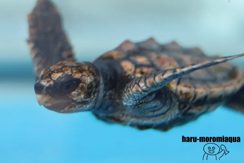 名古屋港水族館　ウミガメ