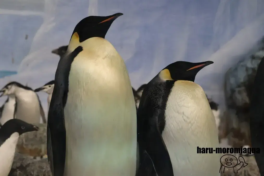 名古屋港水族館　コウテイペンギン
