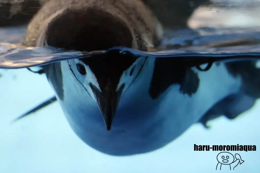 名古屋港水族館　ヒゲペンギン