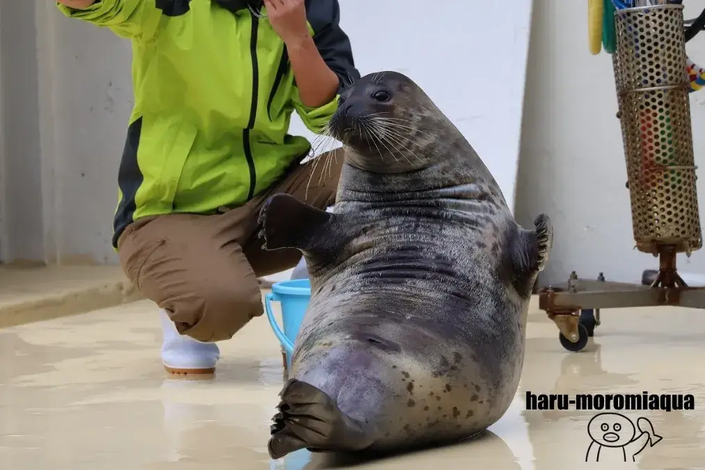 伊豆・三津シーパラダイス　アザラシ