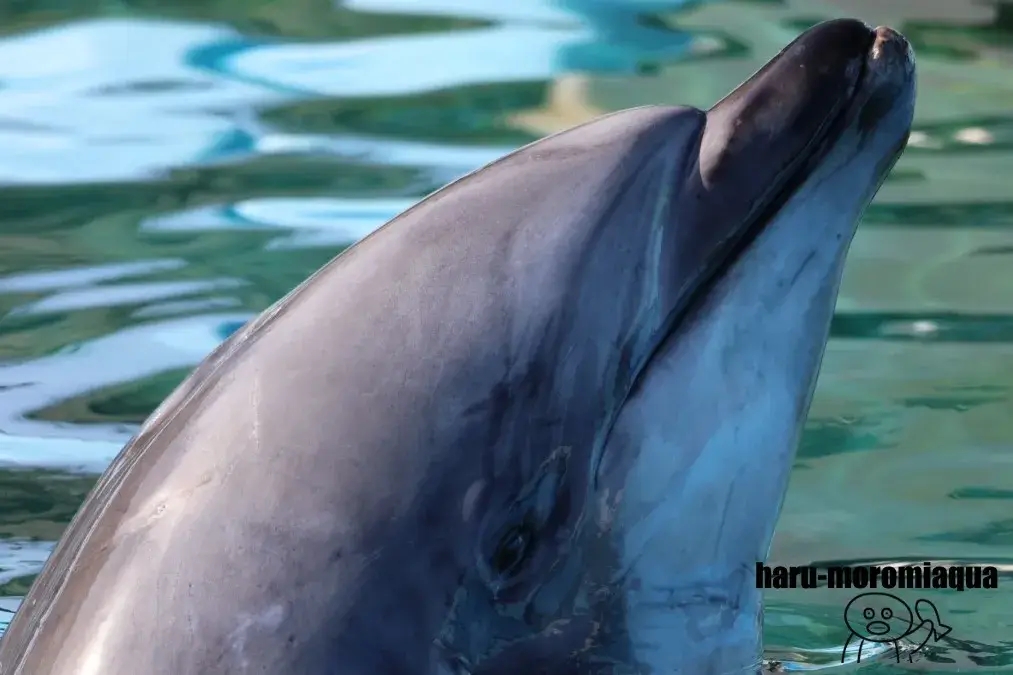 名古屋港水族館　イルカ