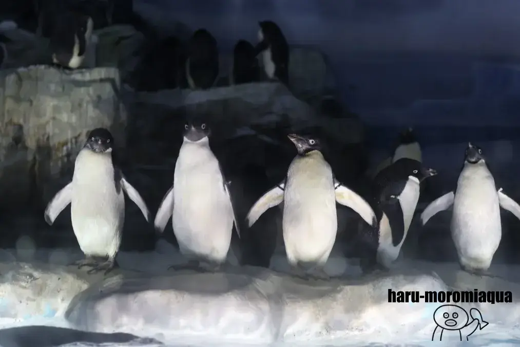 名古屋港水族館　アデリーペンギン