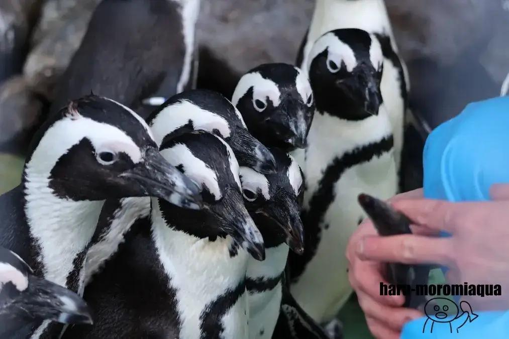 伊豆・三津シーパラダイス　ケープペンギン