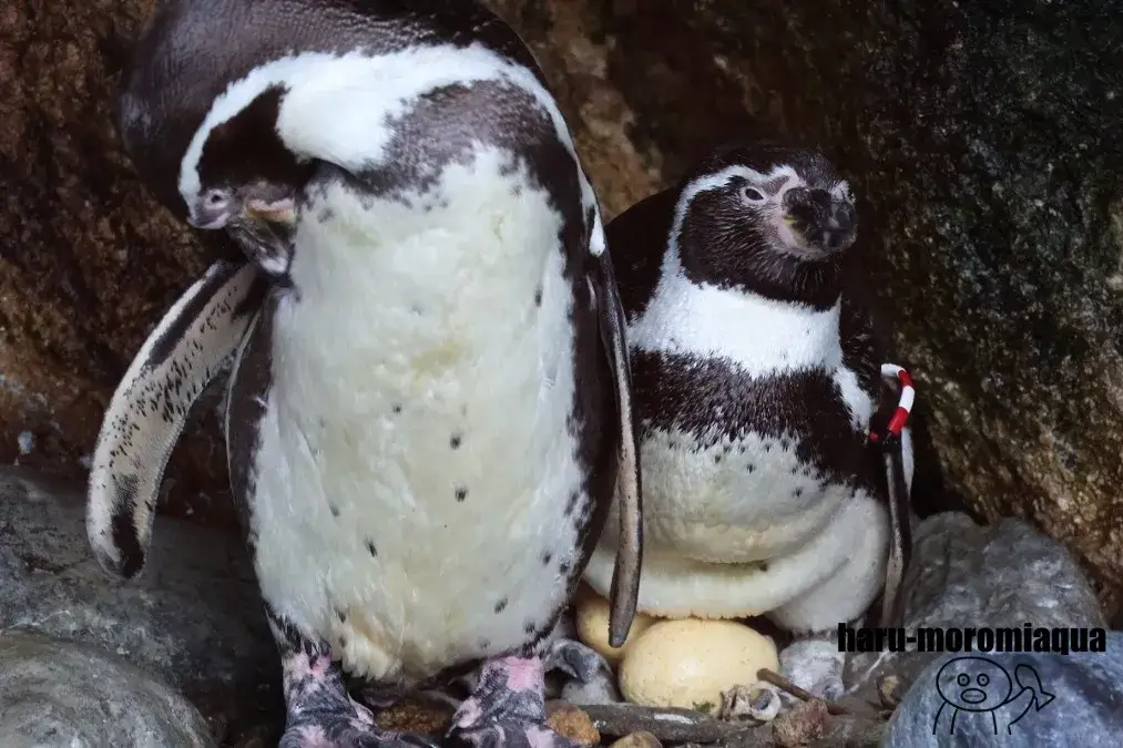伊豆・三津シーパラダイス　フンボルトペンギン
