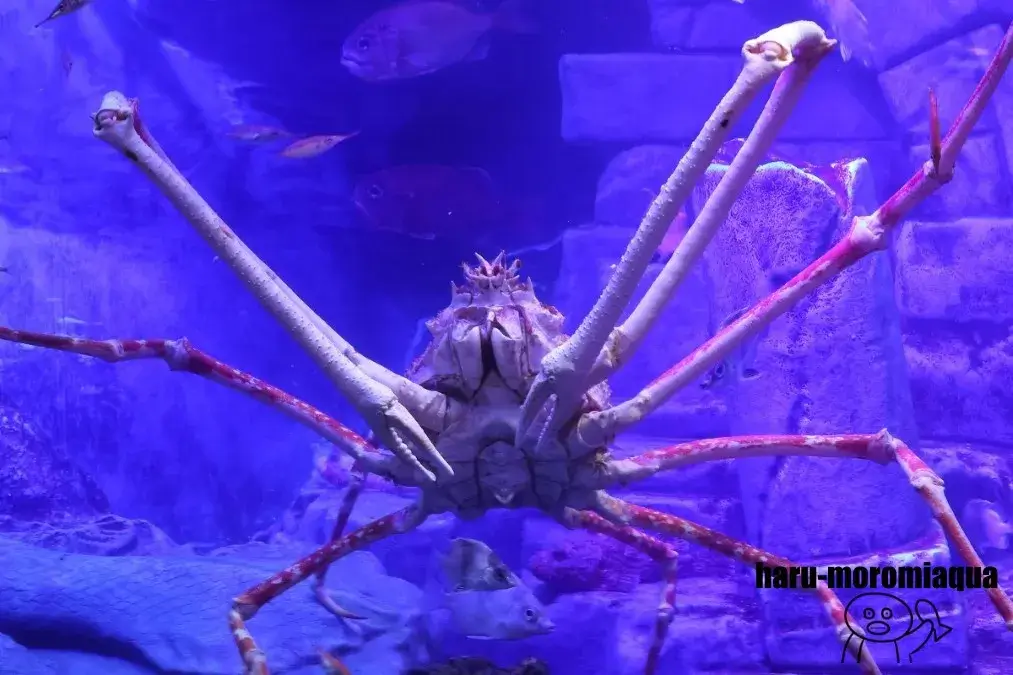 沼津港深海水族館　タカアシガニ