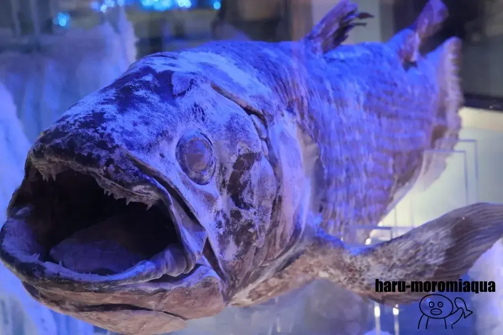 沼津港深海水族館　冷凍シーラカンス