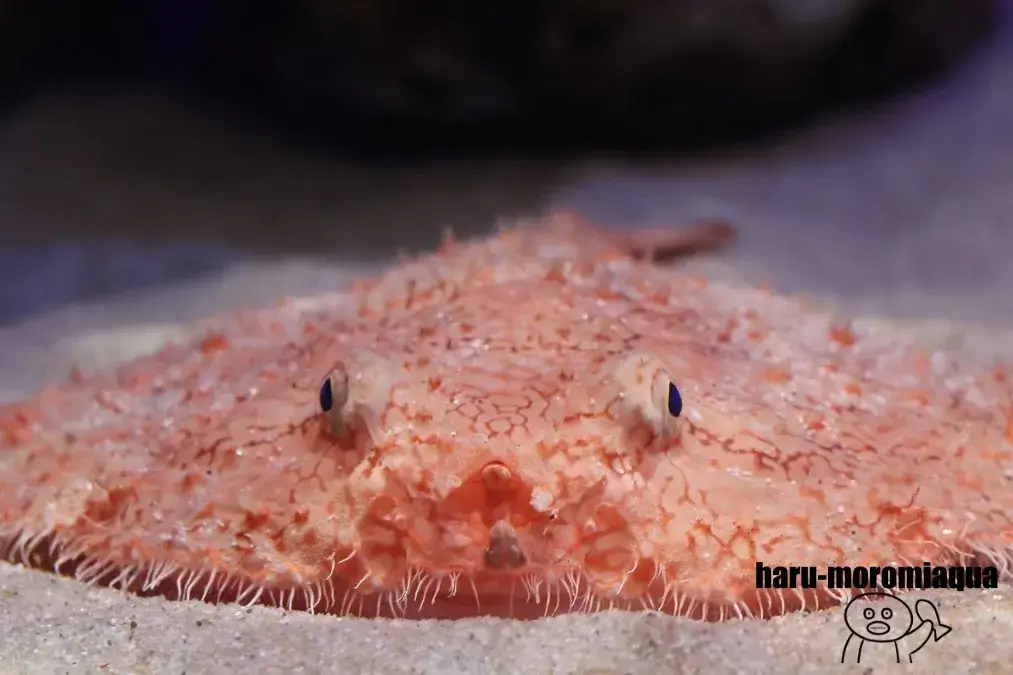 沼津港深海水族館　アカグツ