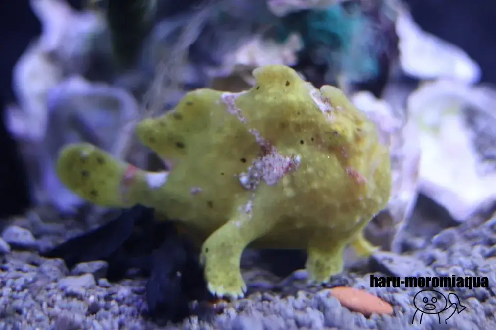 幼魚水族館　カエルアンコウ