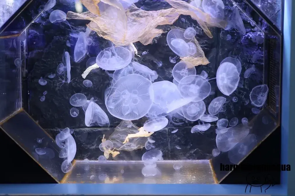 幼魚水族館　ミズクラゲ