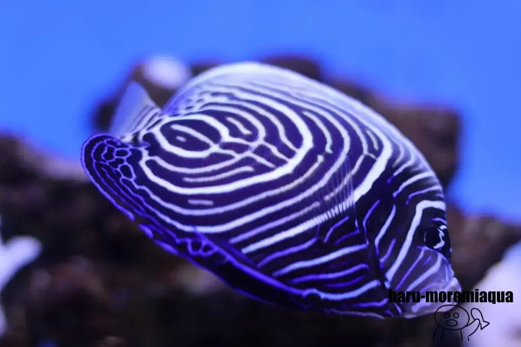 幼魚水族館　タテジマキンチャクダイ幼魚