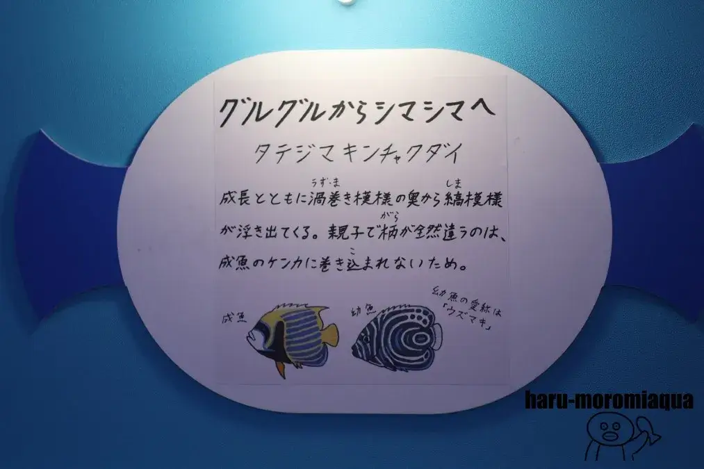 幼魚水族館　タテジマキンチャクダイ