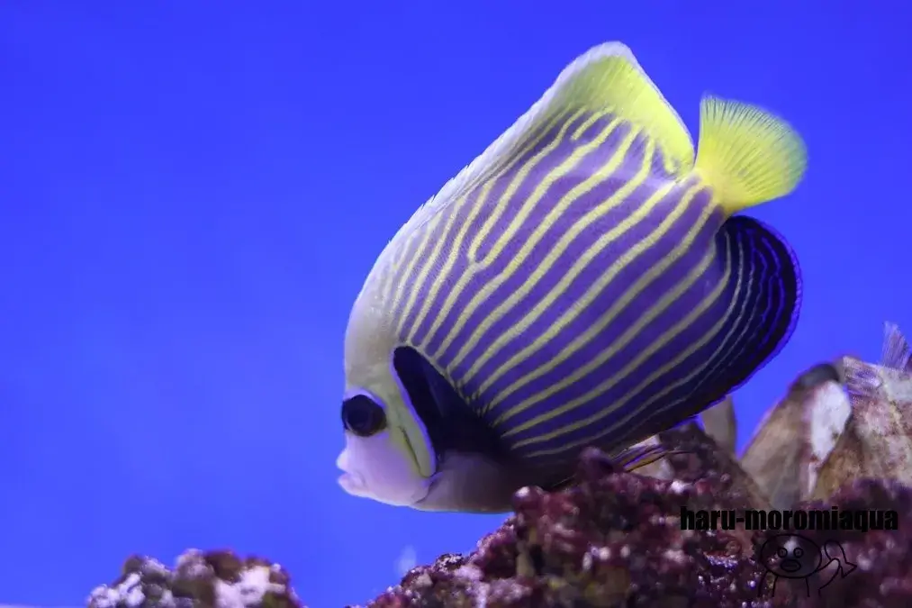 幼魚水族館　タテジマキンチャクダイ成魚