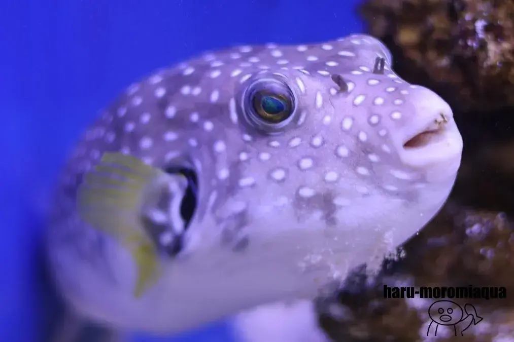 幼魚水族館　サザナミフグ