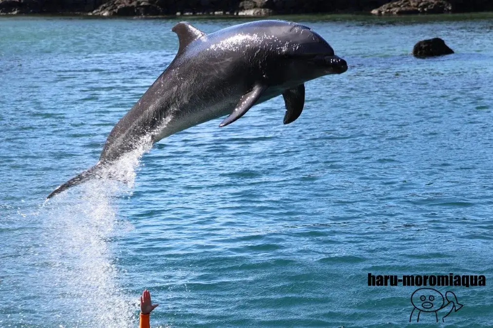 下田海中水族館　イルカショー