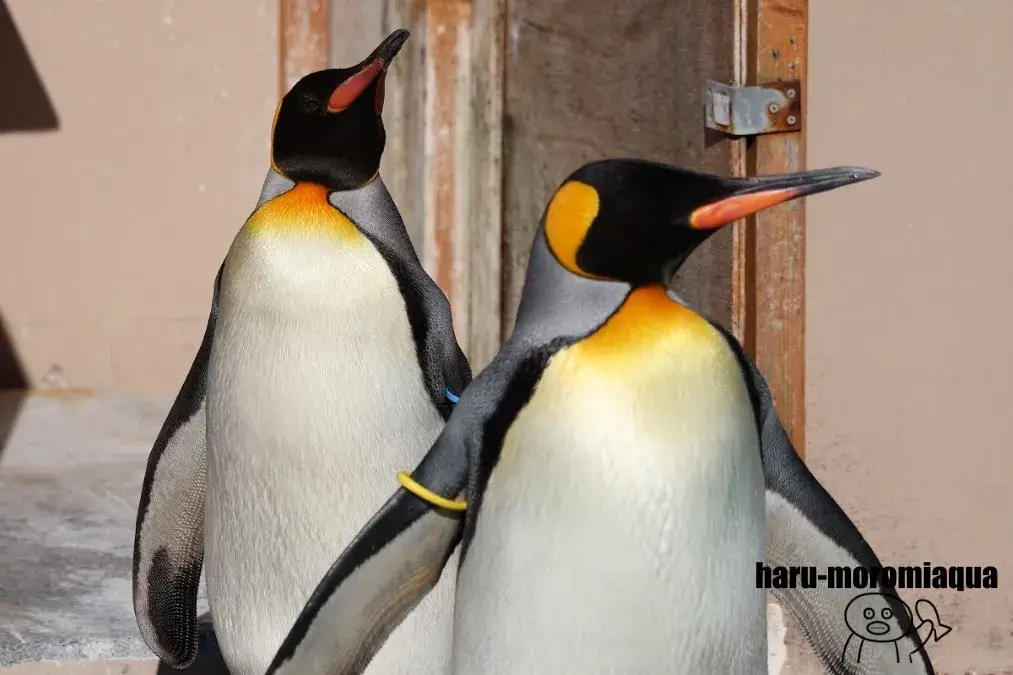 下田海中水族館　キングペンギン