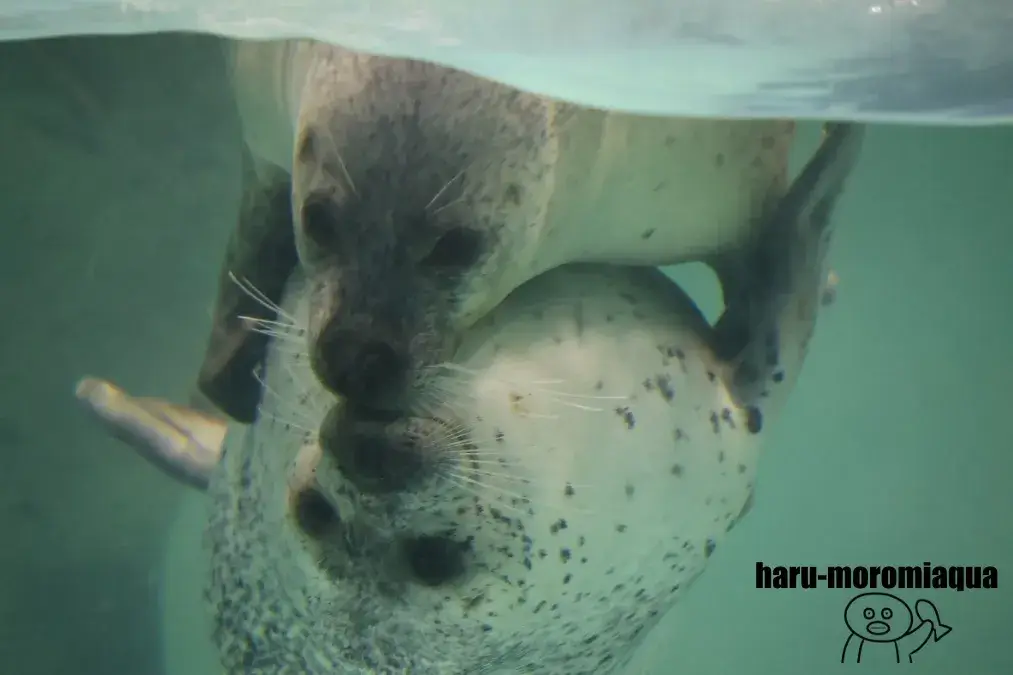 下田海中水族館　アザラシショー