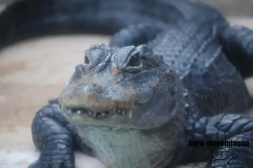 熱川バナナワニ園　ワニ