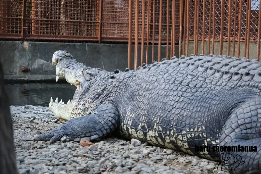 熱川バナナワニ園　わに
