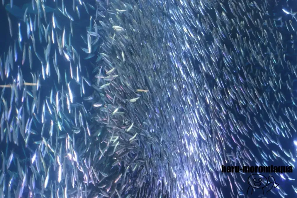 名古屋港水族館　イワシトルネード