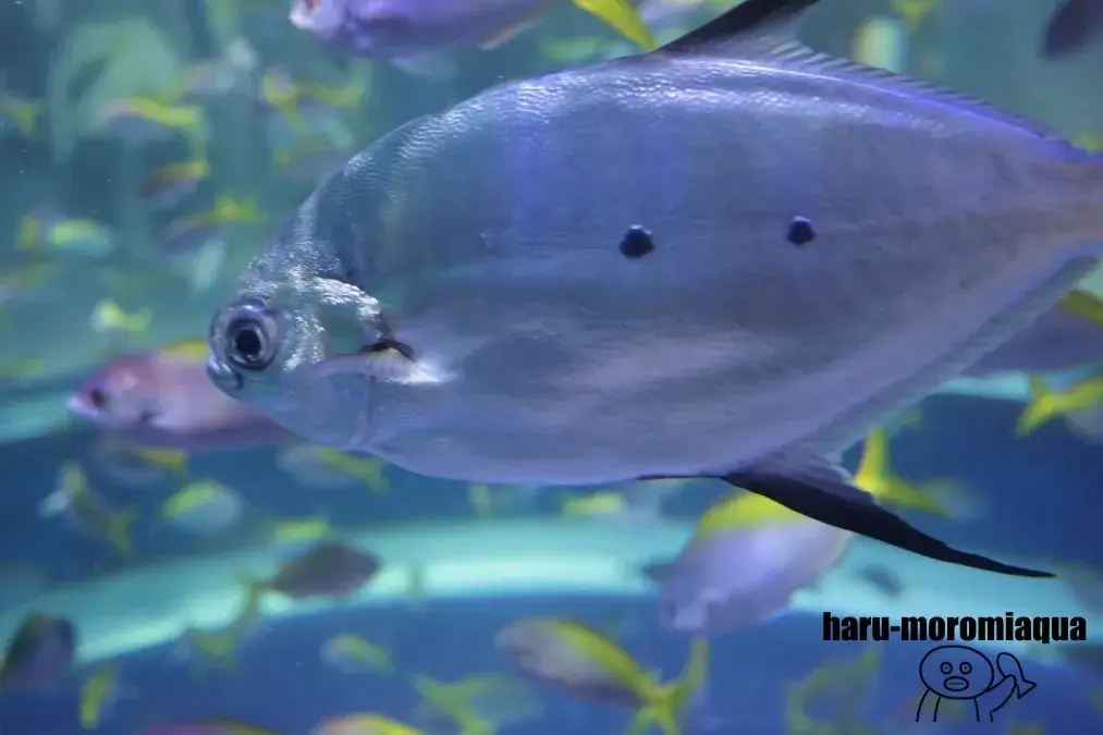 アトア　海水魚