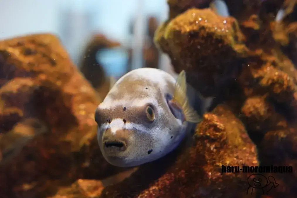 みなとやま水族館　フグ