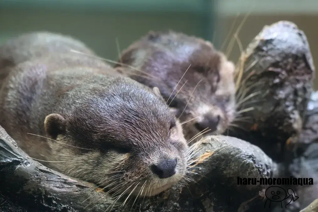 みなとやま水族館　コツメカワウソ